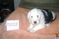 Old English Sheepdog